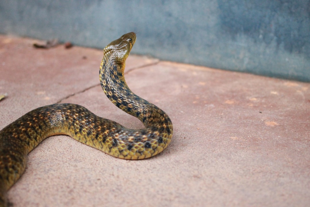 Photo snake, years